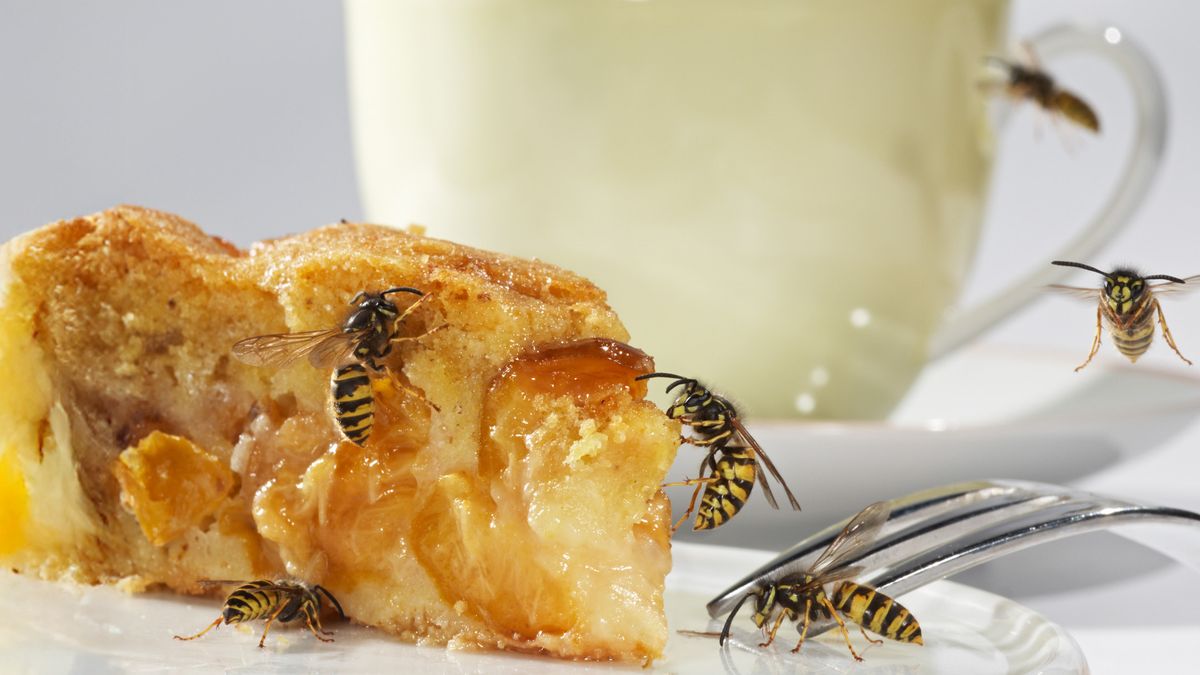 Wespen: So nützlich sind diese Insekten