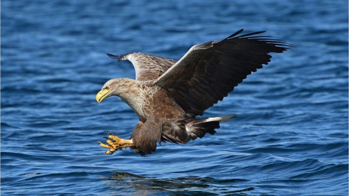 Belastete Nahrung: Verschluckte Bleimunition bedroht Greifvögel