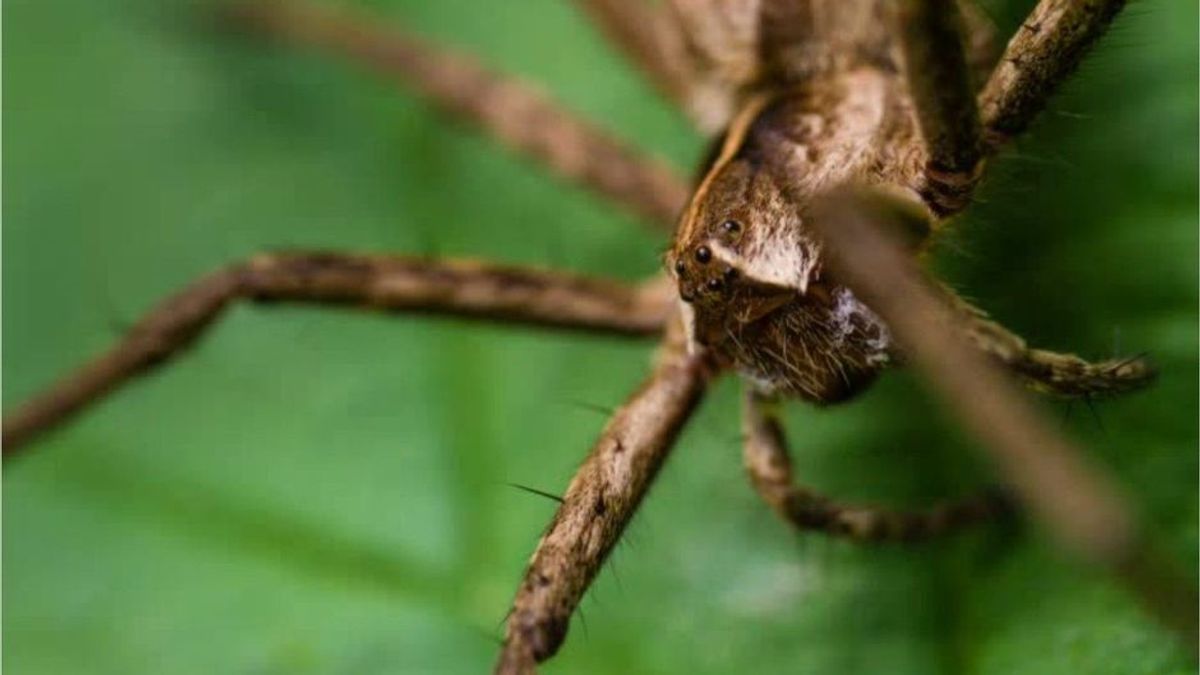 Mythos oder Wahrheit - essen wir wirklich bis zu 50 Spinnen im Schlaf?