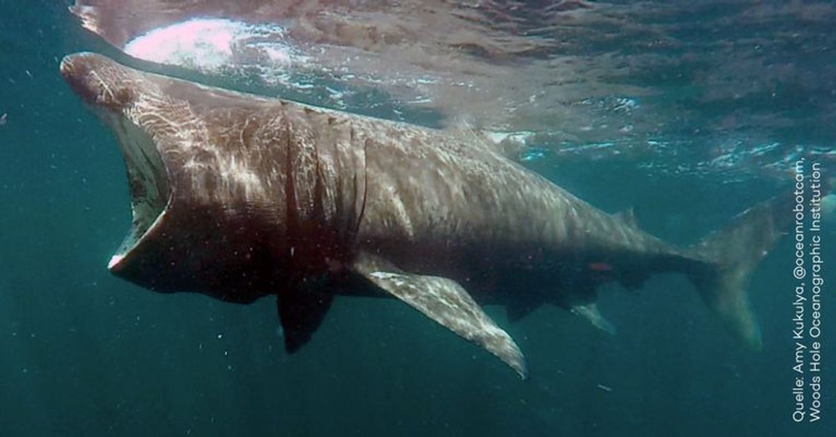 Spektakulär: Unterwasser-Drohne filmt Riesenhai vor Schottland