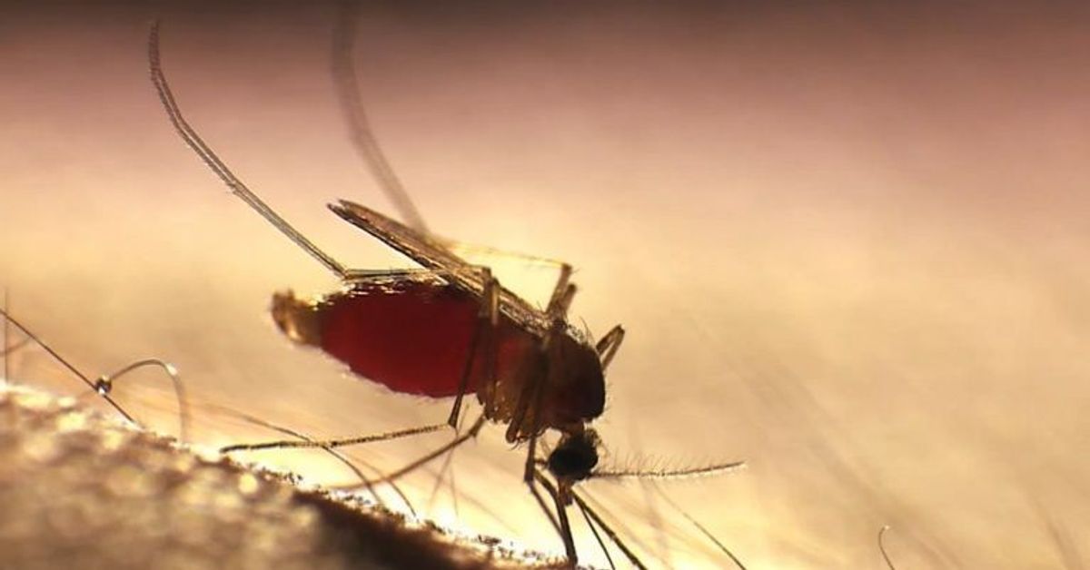 Fiese Quälgeister: Die fünf häufigsten Irrtümer über Mücken