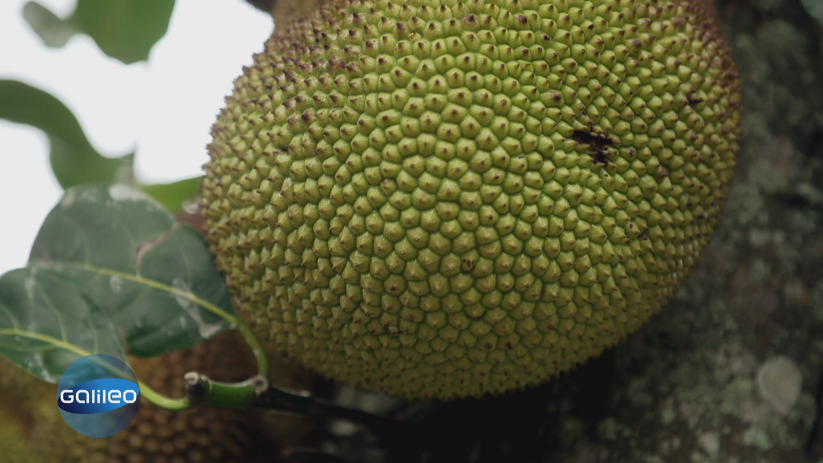 Jackfruit: Gesunder Fleischersatz