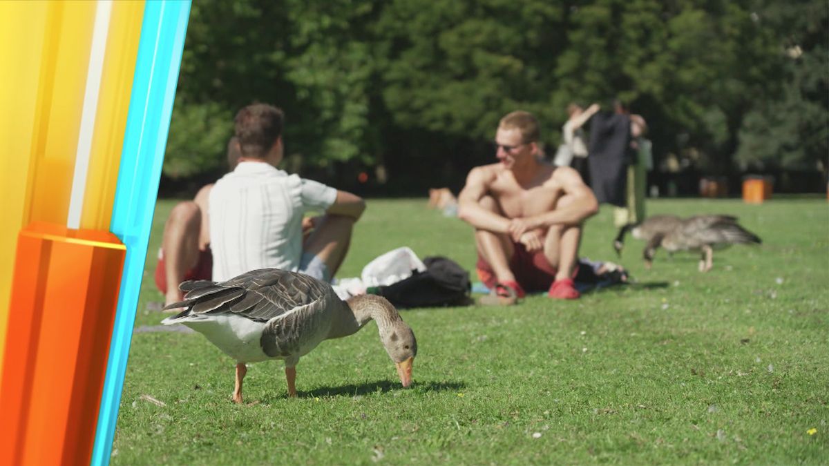 Lästige Gänse - eine Plage in der Erholungsoase