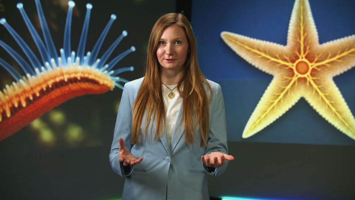 Crazy Nature: Wie können sich Seesterne ohne Gehirn an Dinge erinnern?