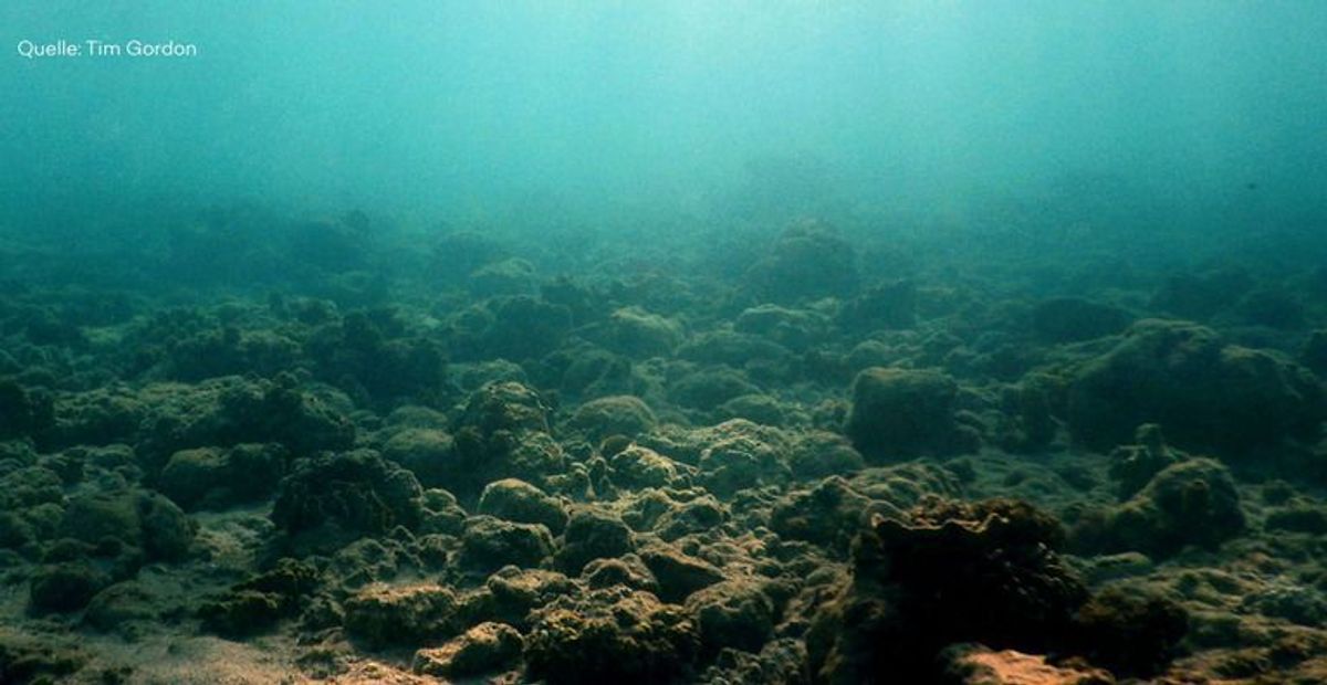 Dieser Unterwasser-Sound könnte das Great Barrier Reef retten