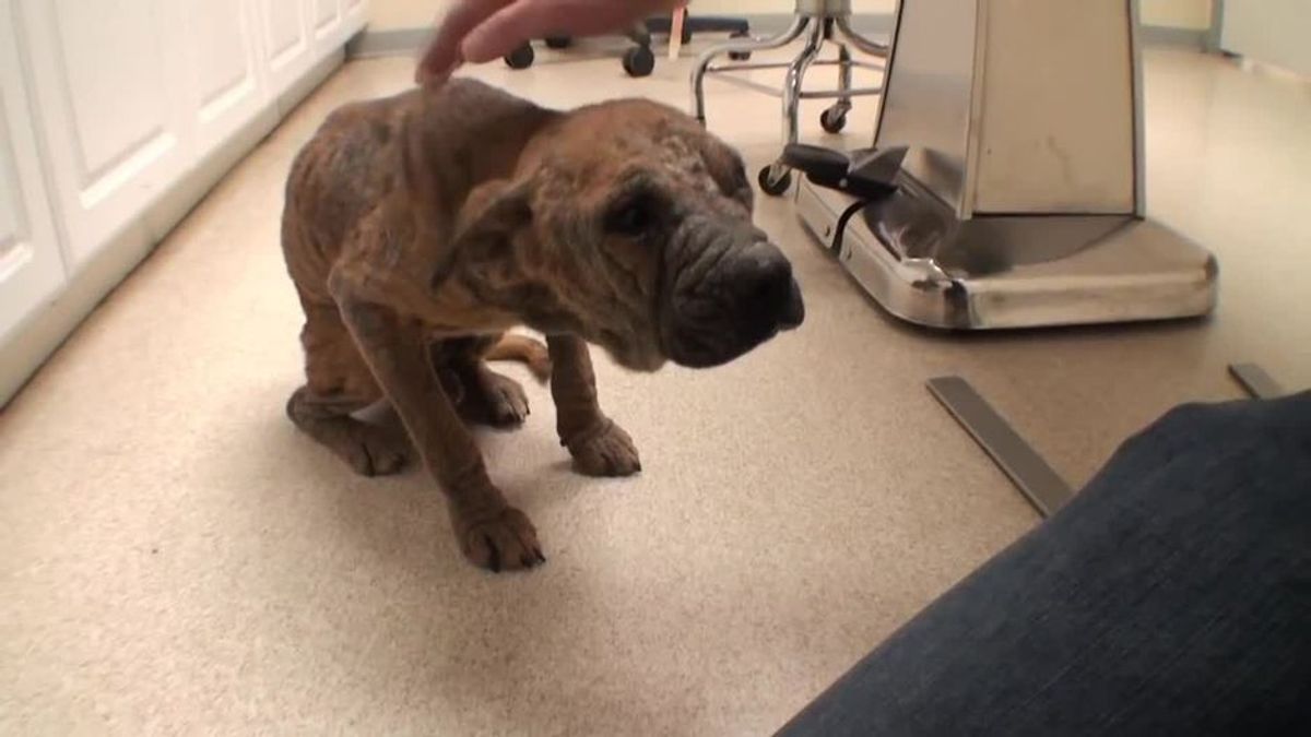Wie ein Tierarzt diesen Hundewelpen vor dem Tod rettete