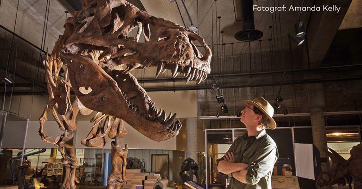 Größtes T-Rex-Skelett der Welt in Kanada gefunden