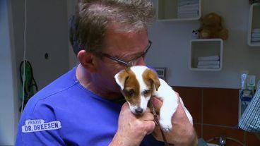 Ein süßer Patient: Jack Russell Welpe Timmy