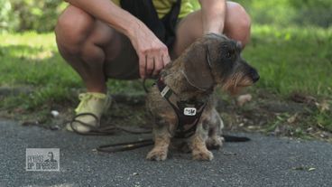 Schwebt Dackel-Dame Charlotte in Lebensgefahr?