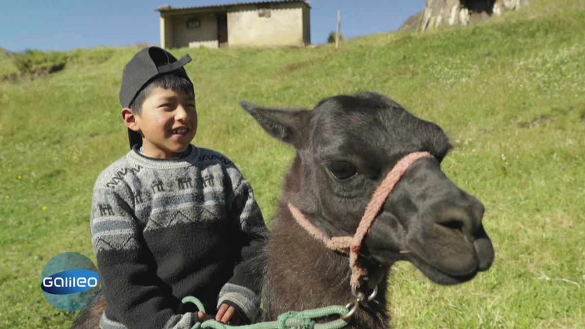 Mit dem Lama zum Unterricht: Außergewöhnliche Schulwege in Ecuador