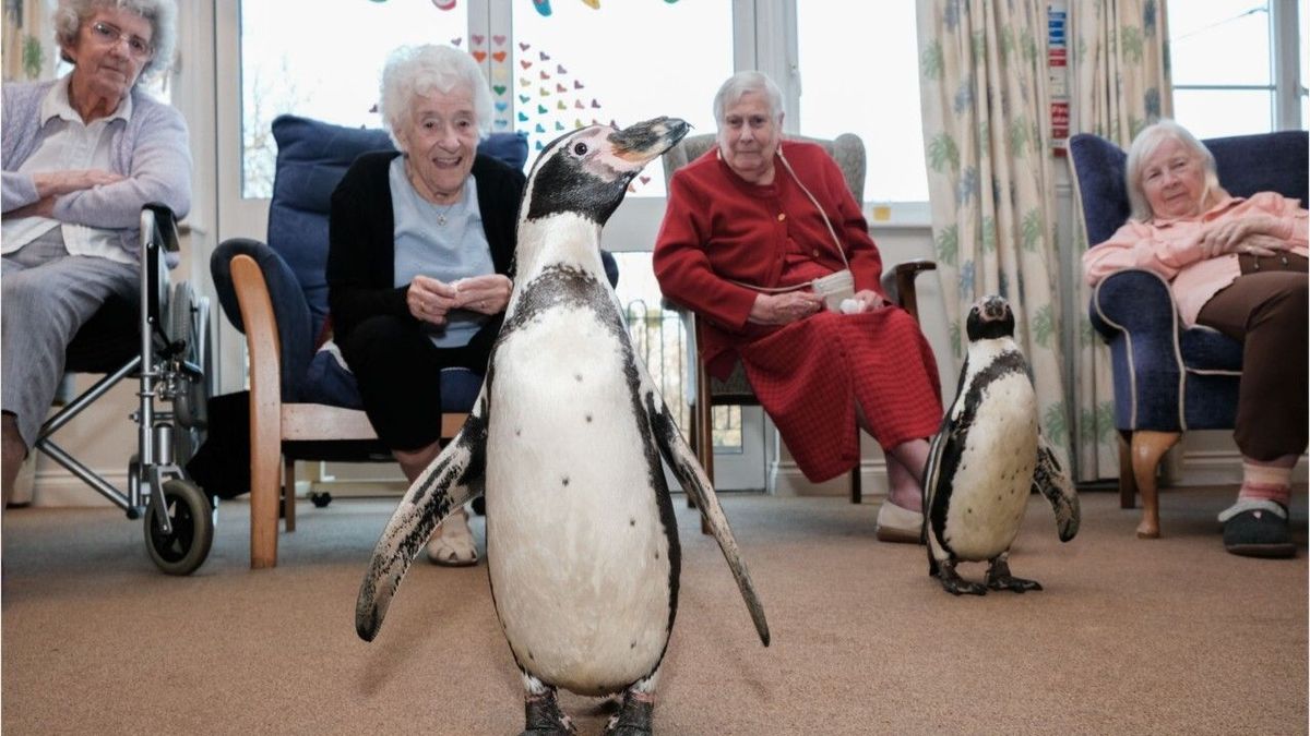 Tierisch guter Adventsbesuch: Pinguine stellen Altersheim auf den Kopf