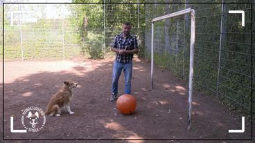 Hundesjugendspiele Teil 2 - Welpentrainer Spezial
