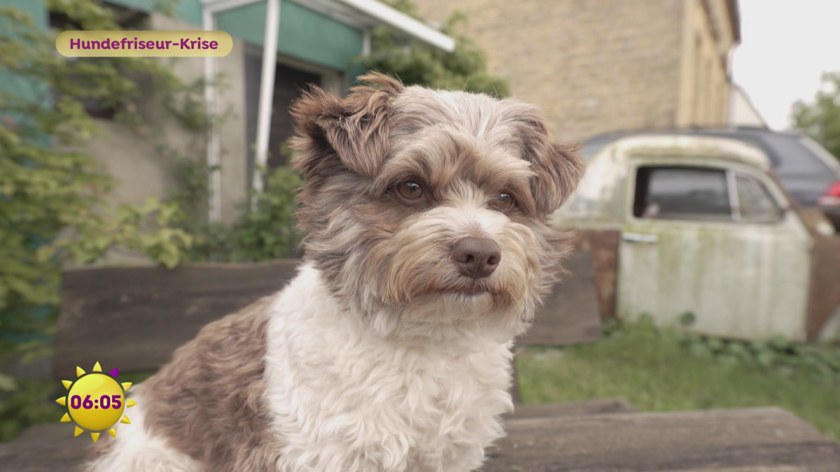 Hundefriseur-Krise