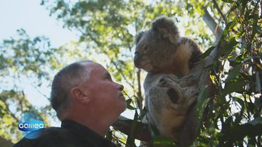 Existenzverlust nach Black Summer: Wie James Fitzgerald zum Koala-Retter wurde