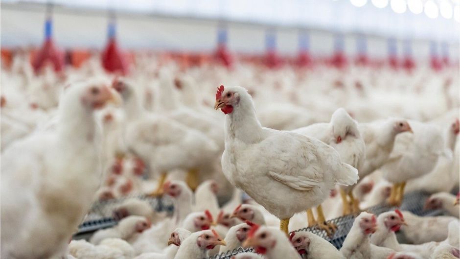 Hautentzündungen: Zahl der zum Verzehr ungeeigneten Hühner steigt enorm