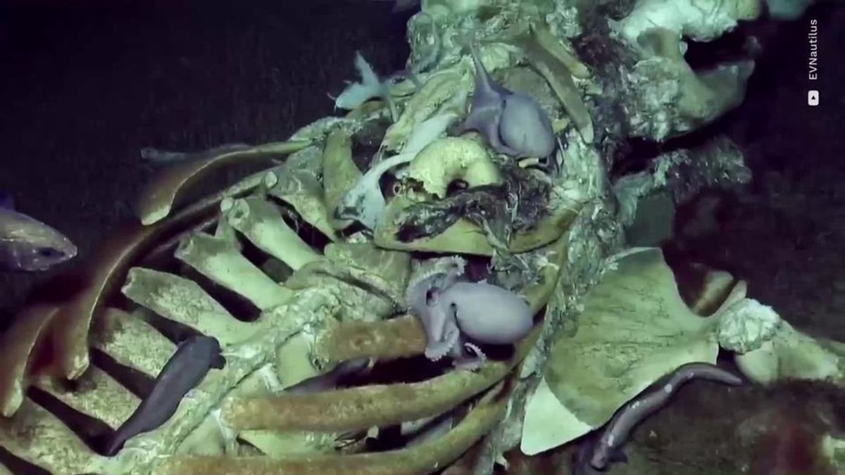Unterwasser-Video: Kraken fressen Wal-Kadaver