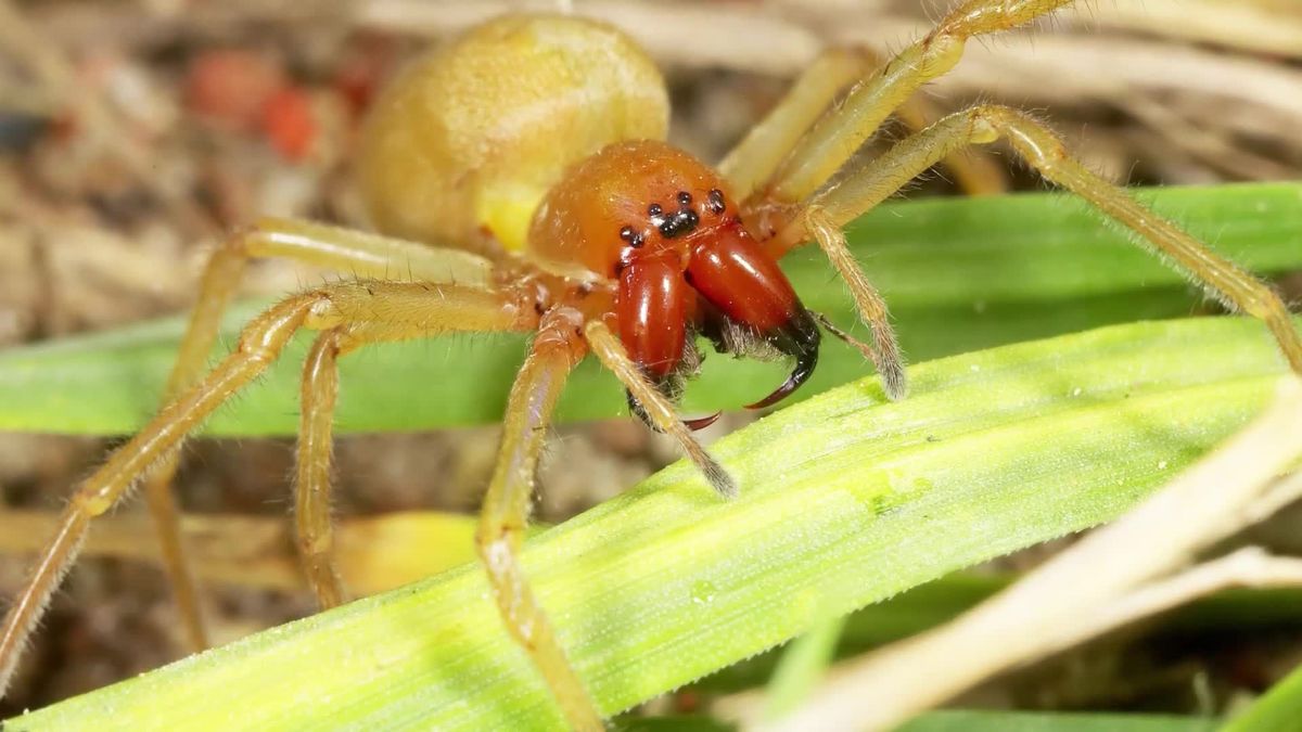 Die 5 giftigsten Tiere Deutschlands