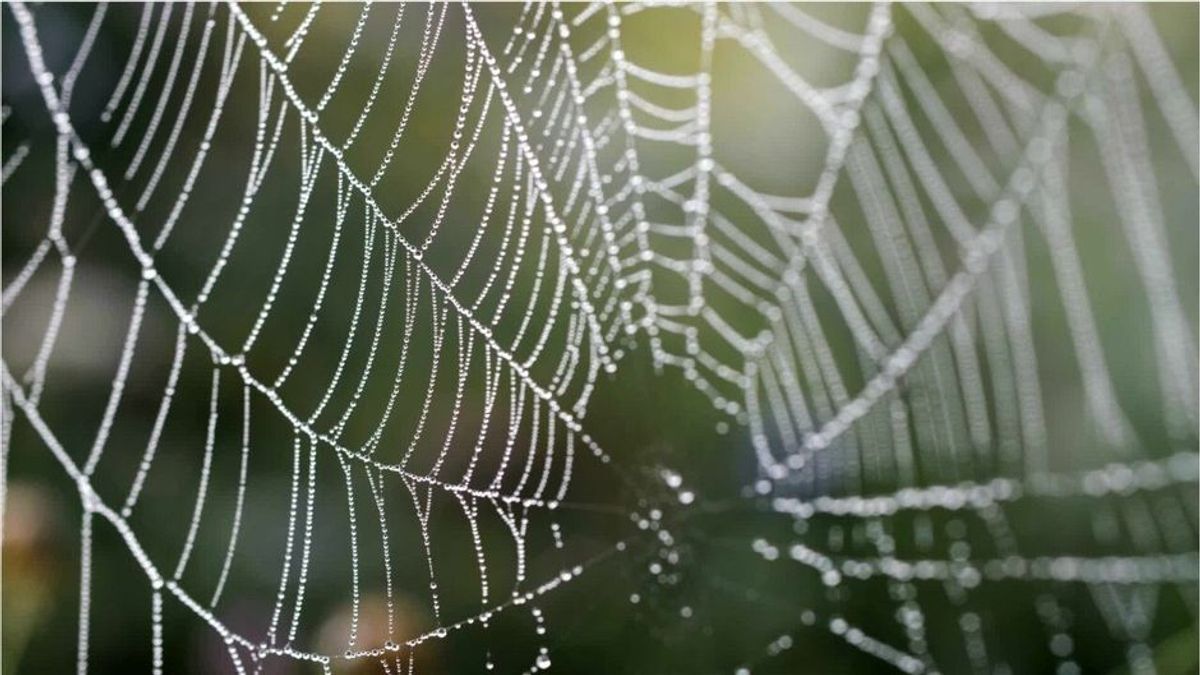 Erstaunliche Aufnahmen: Spinnennetze überdecken komplettes Feld