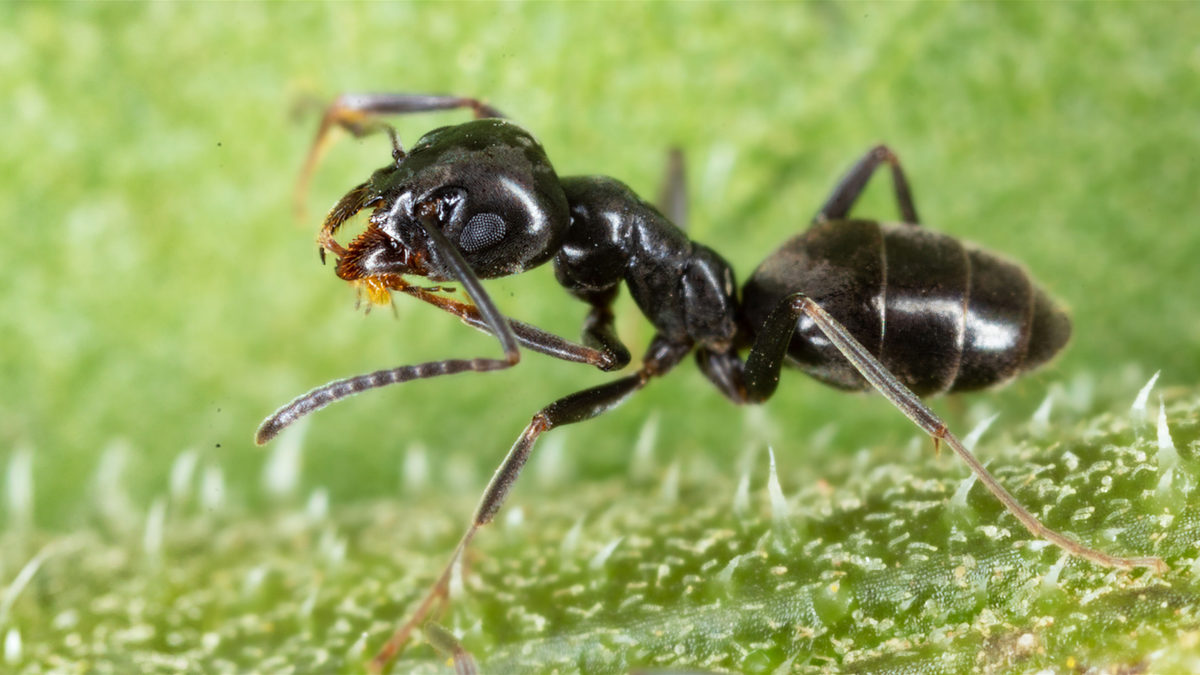 Ameisenplage in Kehl: Insekten aus Nordafrika nicht zu stoppen