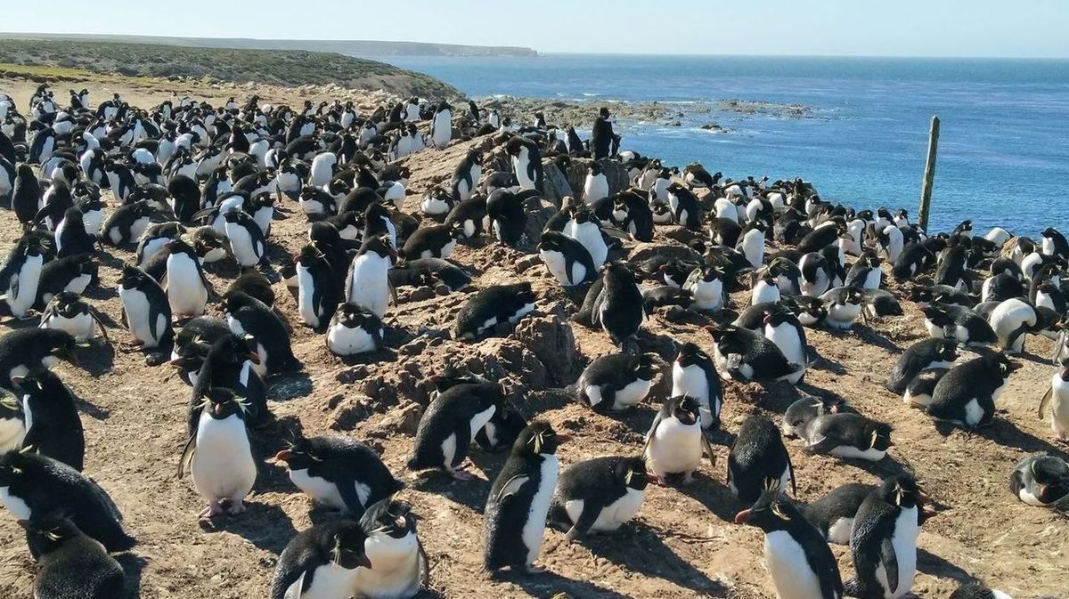 Du suchst noch ein Weihnachts-Geschenk? Kauf doch diese Pinguin-Insel!