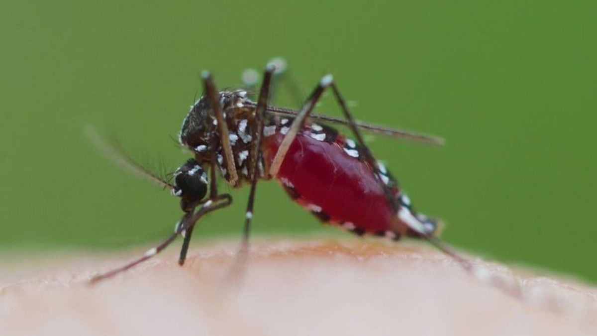 Größer, aggressiver, früher: Mücken breiten sich in Deutschland aus