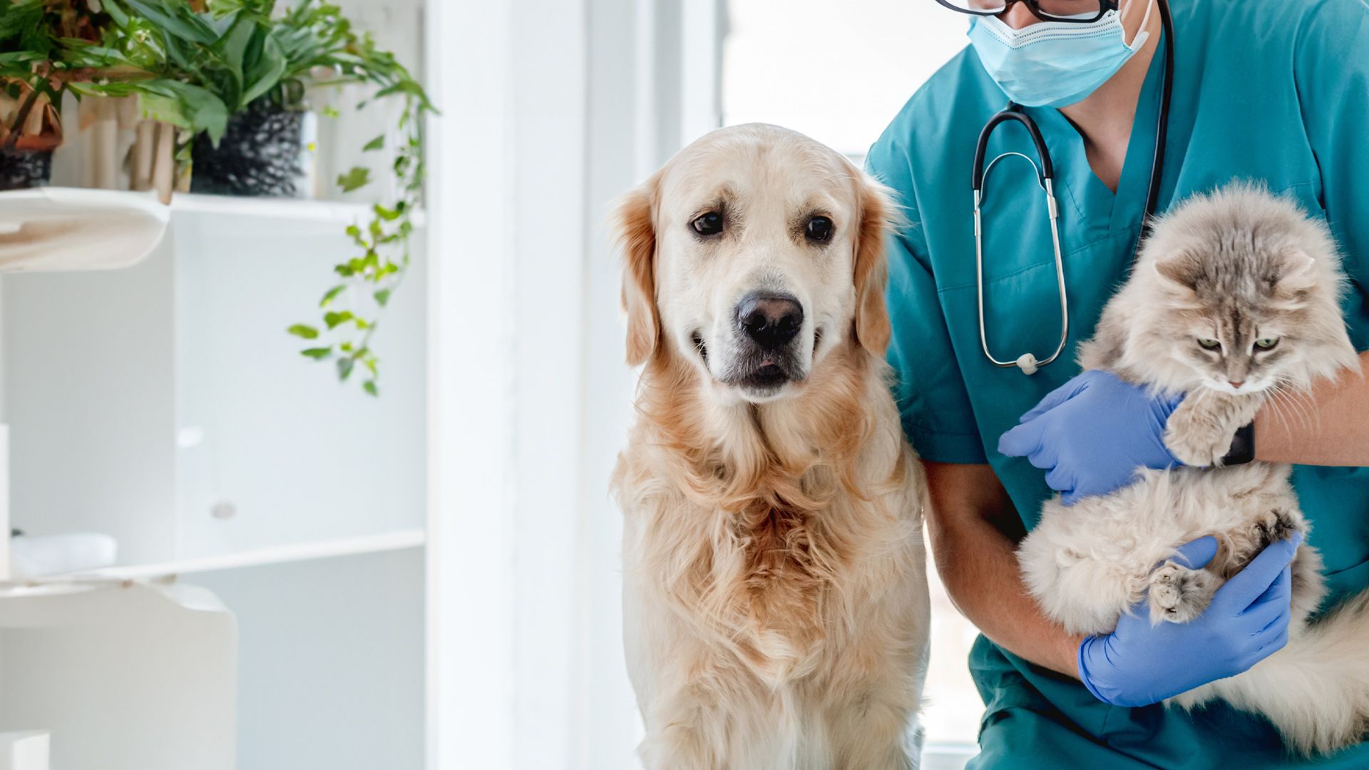 Die Tier-Docs! Pfotenhelden mit Herz