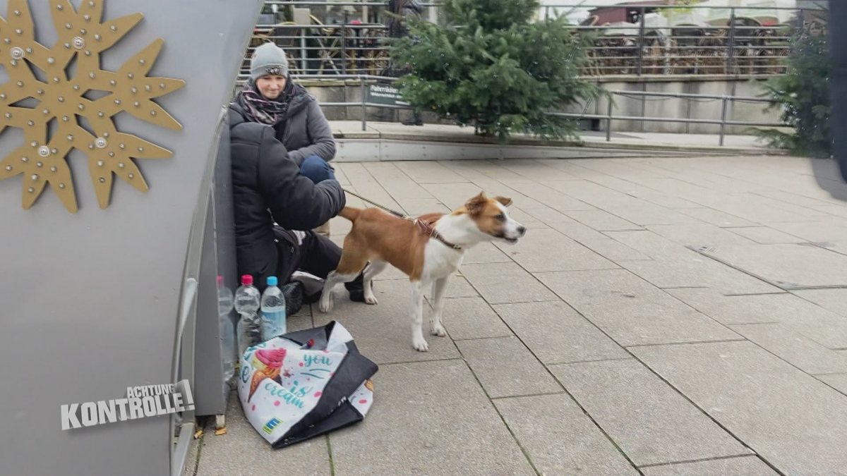 Klippstein schnappt sich Bettlerhunde - Tierschützer im Einsatz