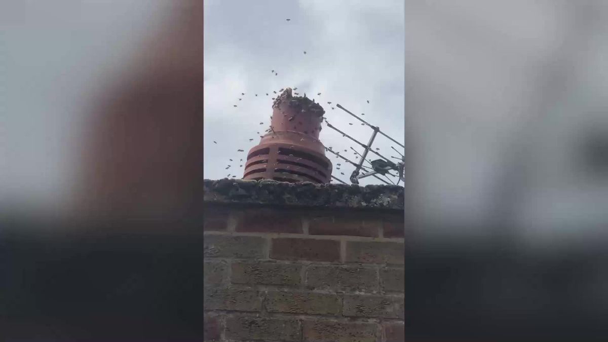 160.000 Bienen im Schornstein: Paar kauft Haus und macht schreckliche Entdeckung