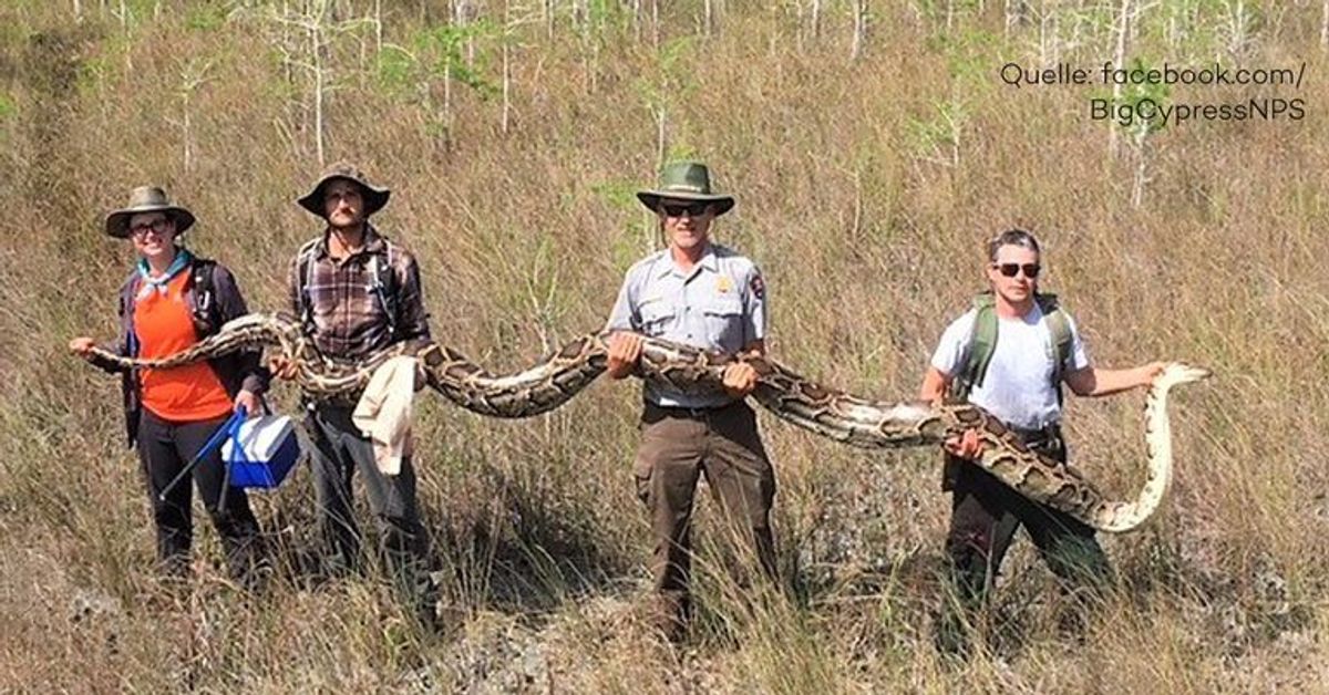 Kann Hirsch verschlingen: Forscher finden Riesen-Python