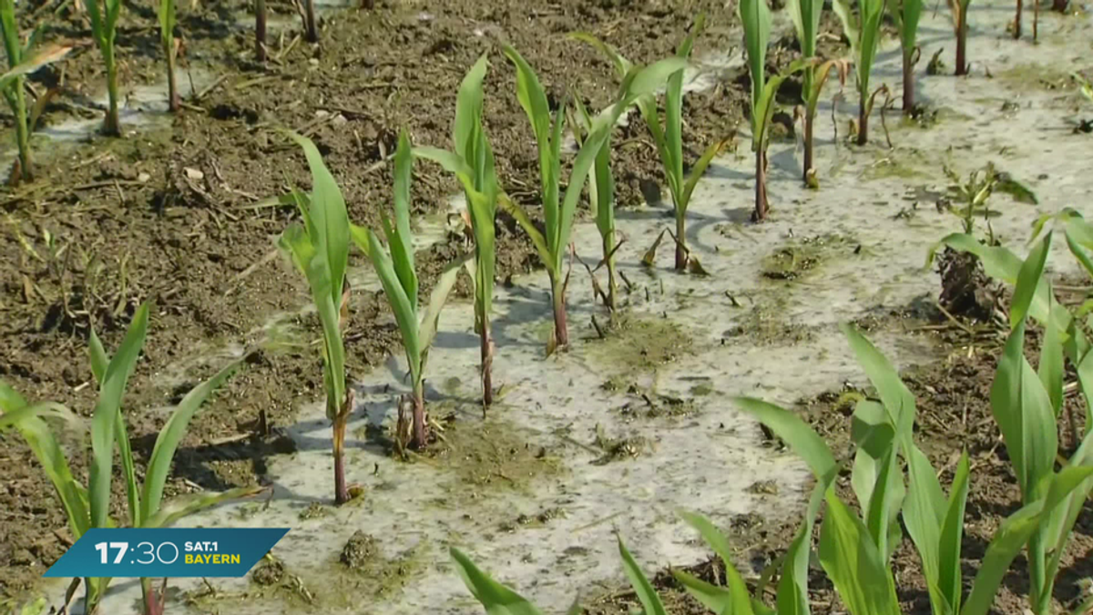 Nach Hochwassern in Bayern: Große Ernteverluste für Landwirte