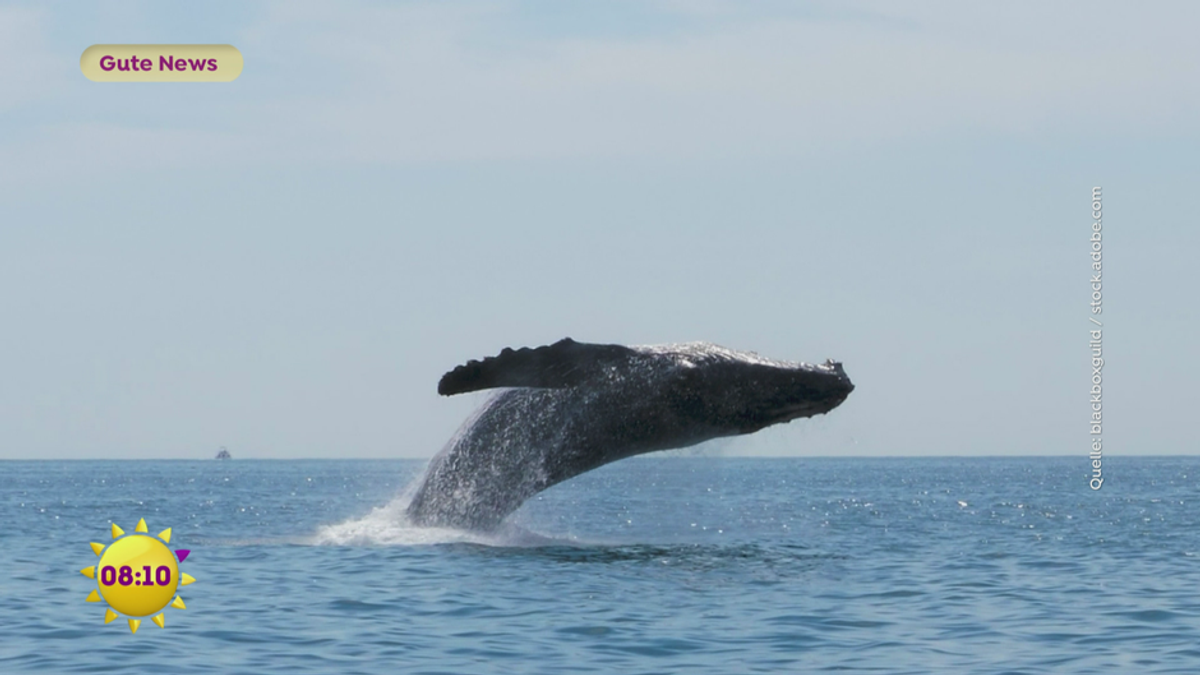 Gute News: Walfangverbot und saubere Badegewässer 