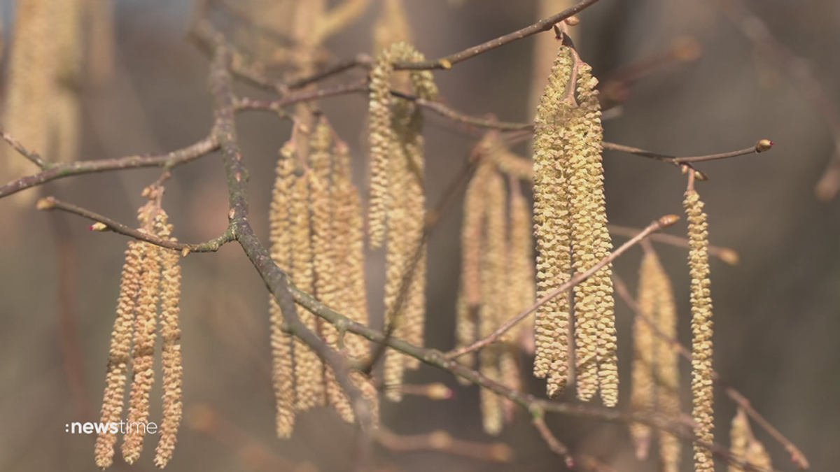 Pollen-Alarm: Das Leid der Allergiker