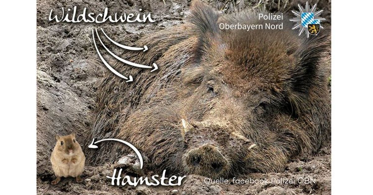 Taxifahrer rammt Hamster oder doch Wildschwein: Polizei erklärt den Unterschied