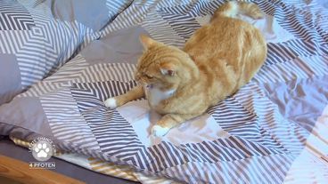Der Mobber-Kater Luis und der gestresste Schäferhund Henry