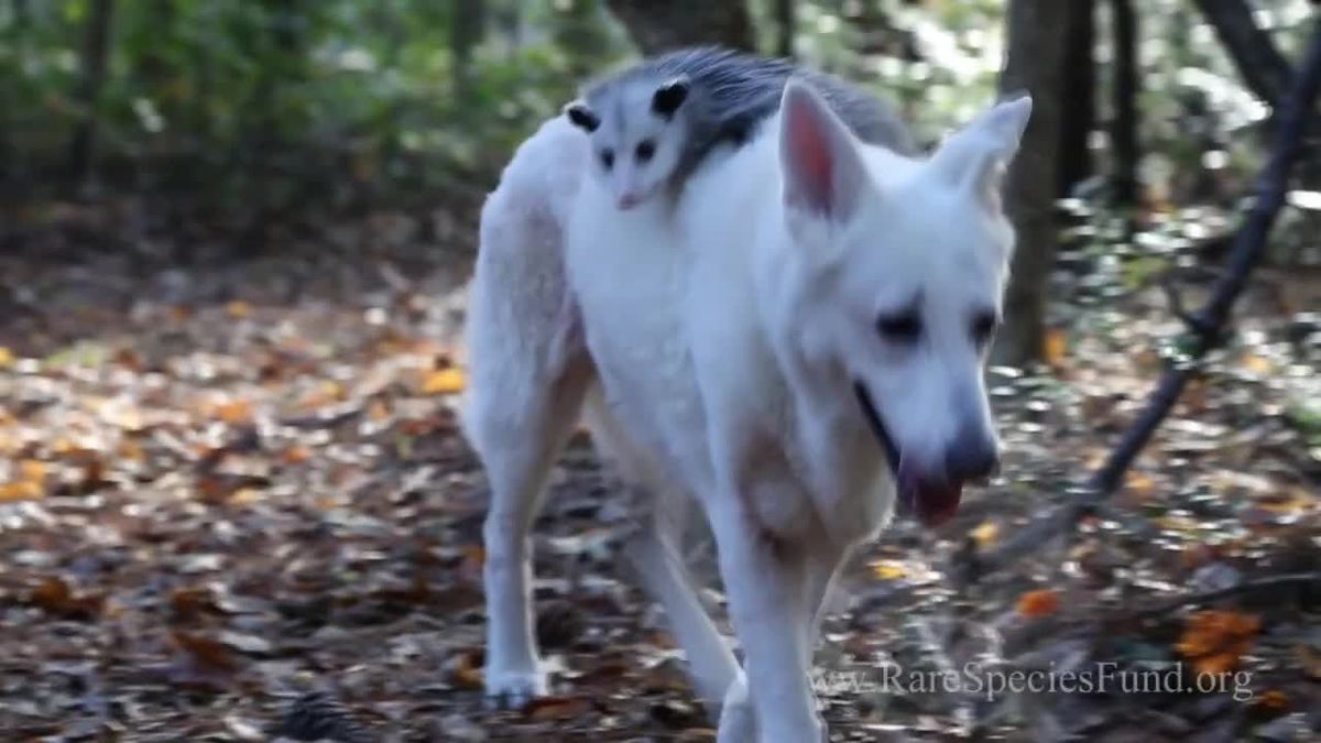 Hund adoptiert Baby-Opossum