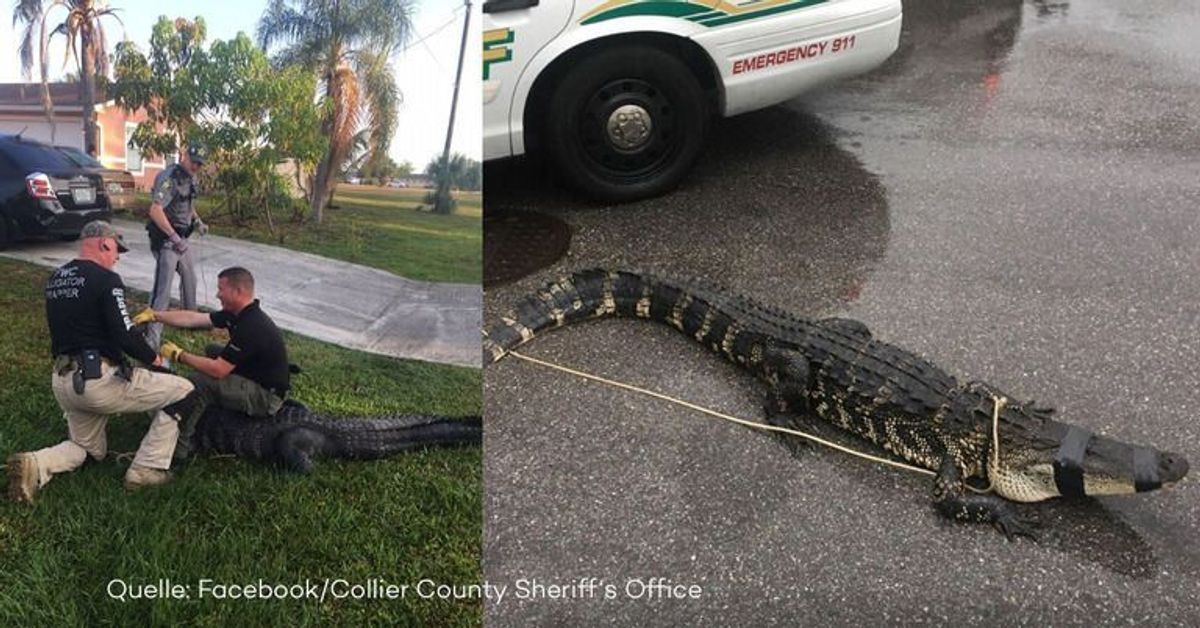 Gefährlicher Einsatz: Angriffslustiger Alligator hält Polizei in Florida auf Trab