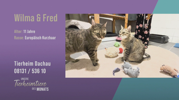 Verschmustes Katzen-Duo: Wilma und Fred