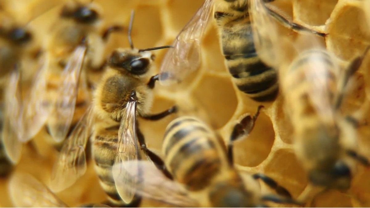 15 Prozent der Bienen haben den Winter nicht überlebt