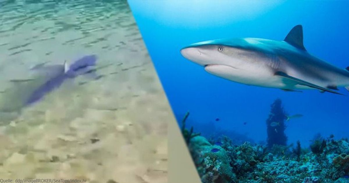 Erneuter Haialarm in Kroatien: Jetzt schwimmt er sogar ins seichte Wasser
