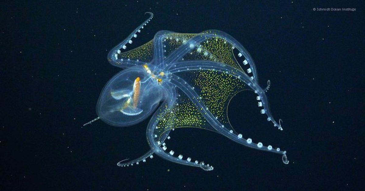 Extrem seltener Glas-Oktopus in der Tiefsee gefilmt
