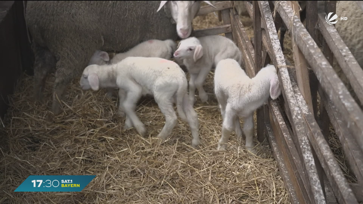 Tierische Sensation in Oberbayern: Schaf bringt Vierlinge zur Welt