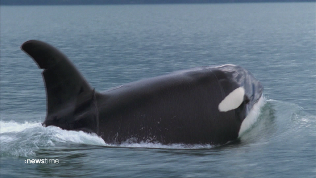 Orcas versenken 15-Meter-Jacht