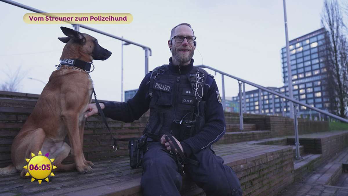 Vom Streuner zum Polizeihund