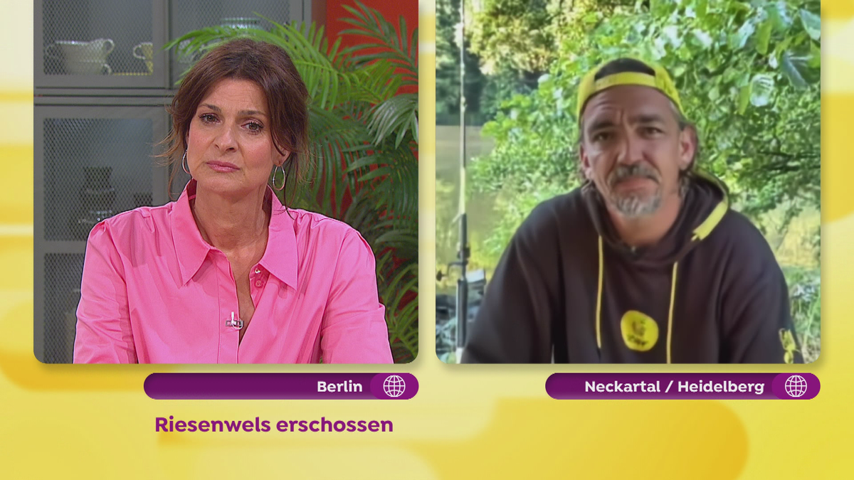 Riesenwels erschossen