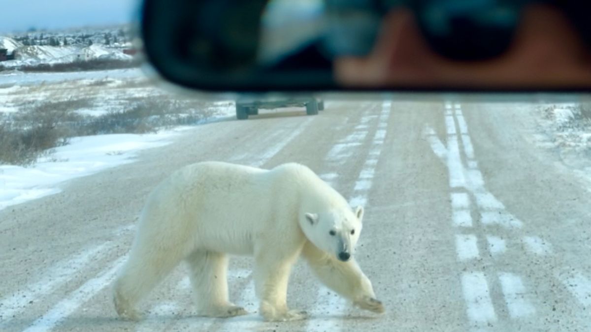 Churchill: Die Hauptstadt der Eisbären