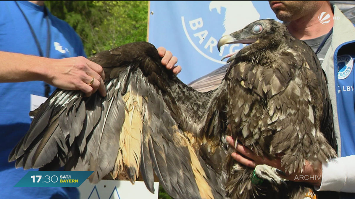 Bartgeier zurück in Bayern: Zwei Jungvögel im Berchtesgadener Land ausgewildert