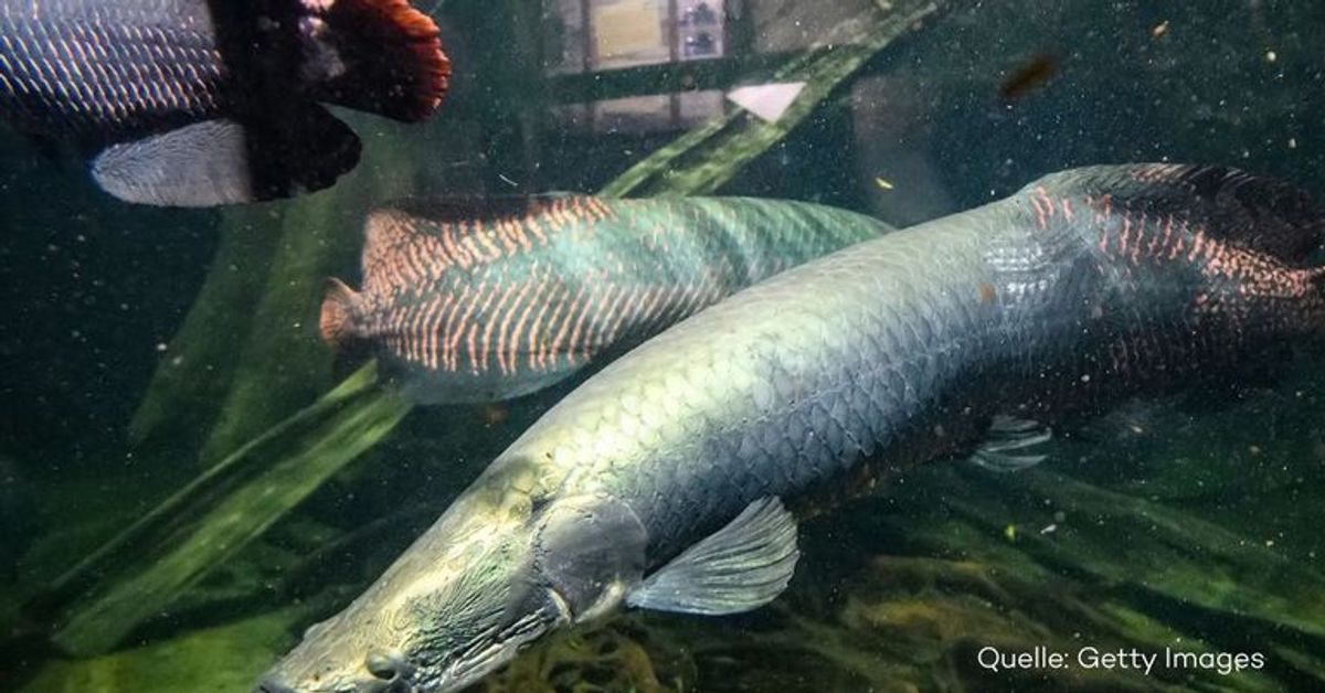 Forscher entziffern größtes bekanntes Tiergenom - das vom Lungenfisch