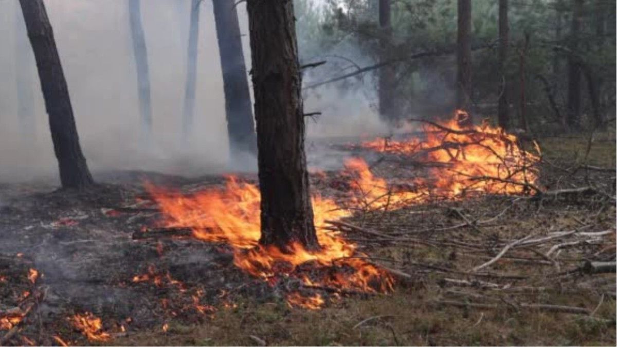 Feuerwehr schlägt Alarm: Wälder könnten noch im September brennen