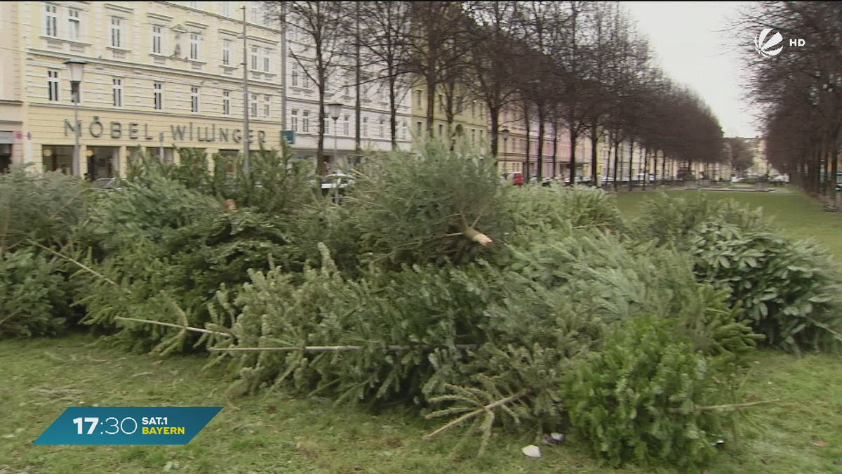 Christbaum richtig entsorgen: Das muss ich beachten