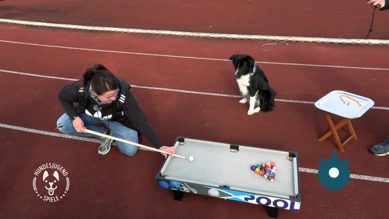 Hundesjugendspiele - Welpentrainer Spezial